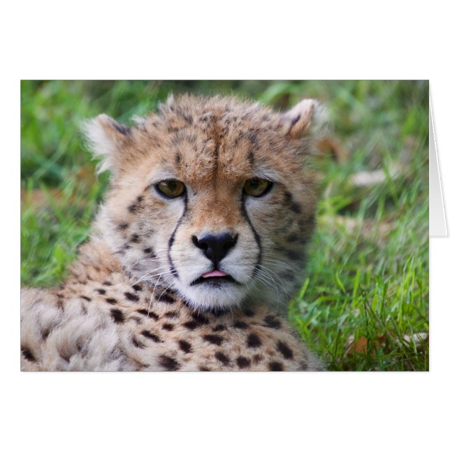 Silly Cheetah Cub (Anverso (Horizontal))