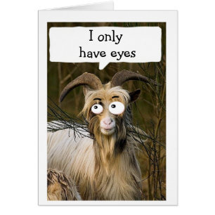 SILLY LONGHAIRED GOAT SÓLO TIENE "OJOS POR TI"