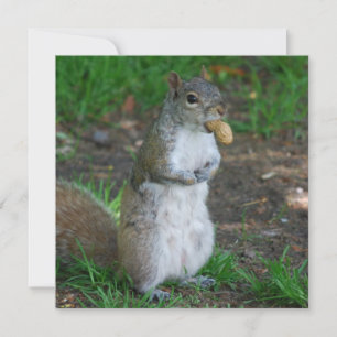 Silly Squirrel
