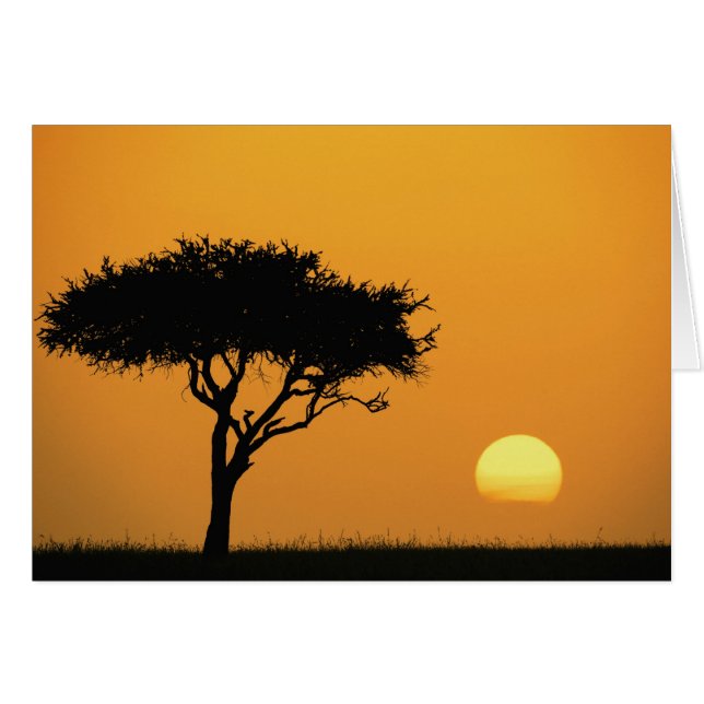 Silución de un solo árbol de acacia al amanecer, M (Anverso (Horizontal))