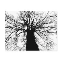 Silueta de árbol blanco y negro - postal