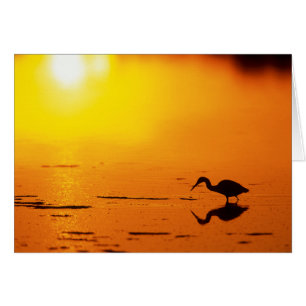 Silueta de garza al atardecer, Florida