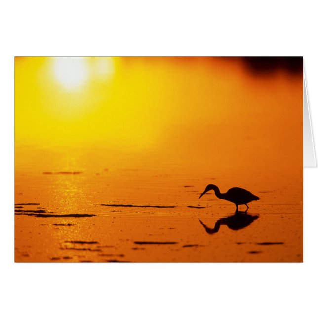 Silueta de garza al atardecer, Florida (Anverso (Horizontal))