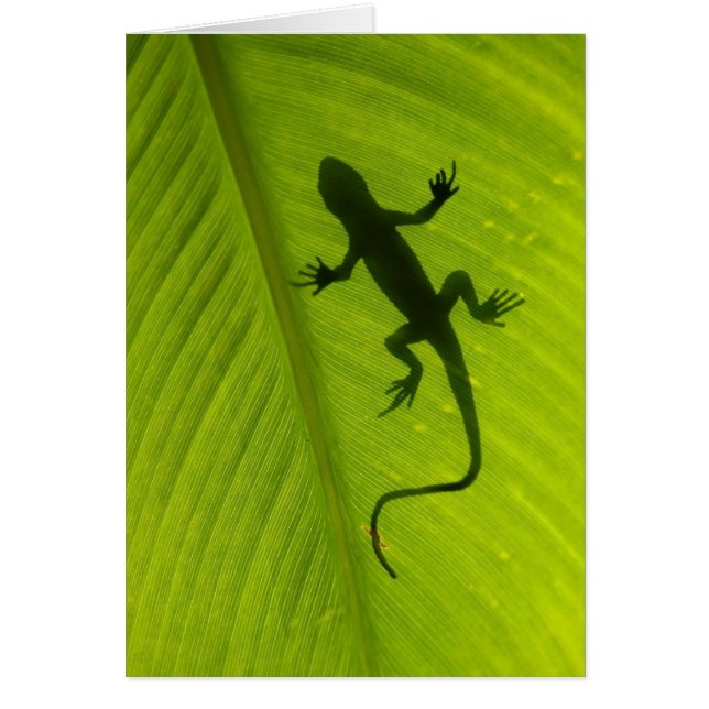 Silueta del Gecko (Frente)
