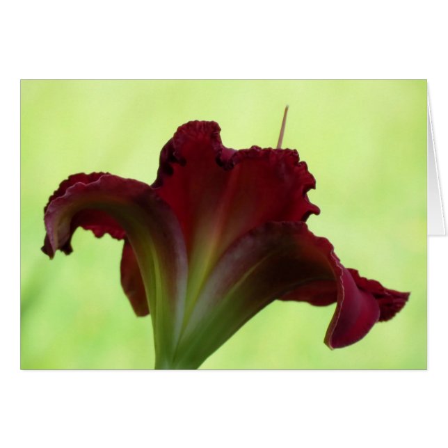 Silueta roja - Daylily (Anverso (Horizontal))