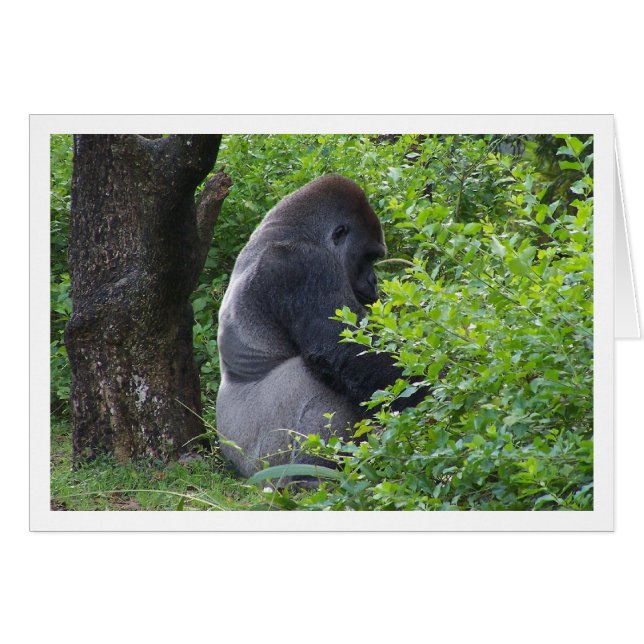 Silverback (Anverso (Horizontal))