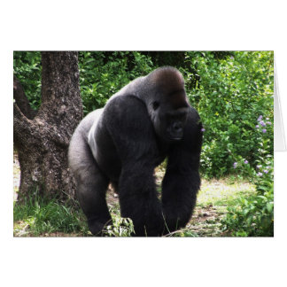 Silverback Malé Gorila caminando cabeza abajo.jpg