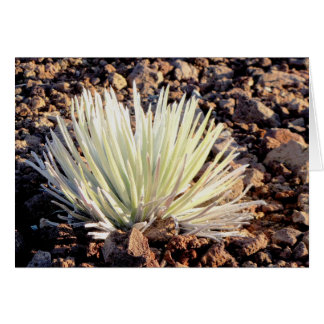 Silversword sobre Haleakala, Maui