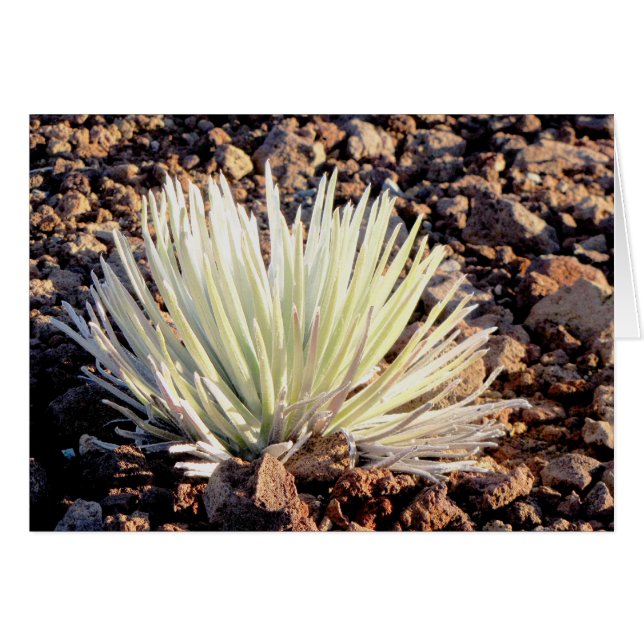 Silversword sobre Haleakala, Maui (Anverso (Horizontal))