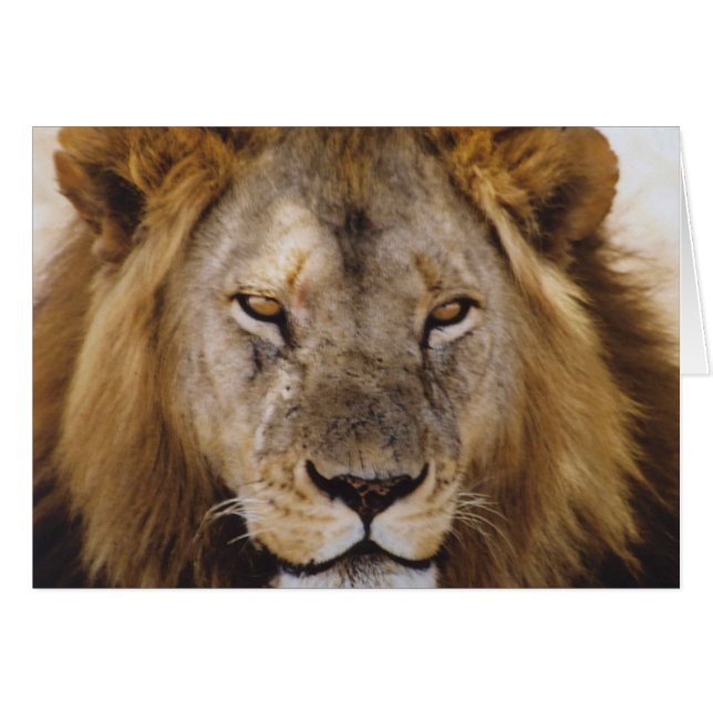 Simba orgulloso - Serengeti (Anverso (Horizontal))