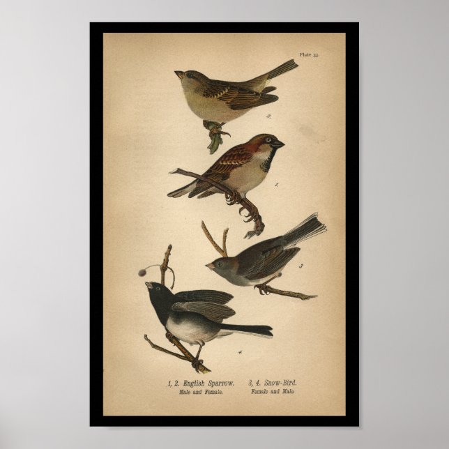 Símbolo inglés de impresión de pájaro de 1890 (Frente)