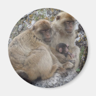 Simios de Gibraltar - imán