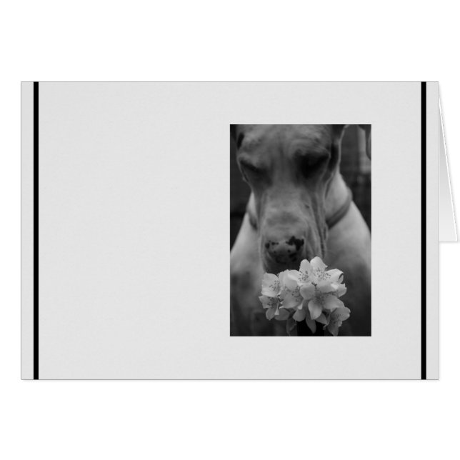 Simpatía en blanco y negro condolencias (Anverso (Horizontal))