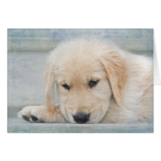 Simpatía por la pérdida de mascota Retriever Dorad (Anverso (Horizontal))
