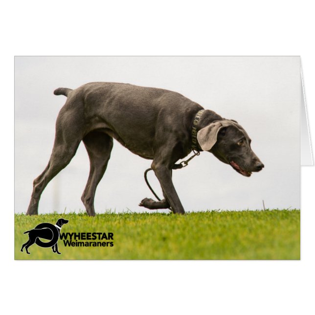 Sin clima tormentoso (Anverso (Horizontal))