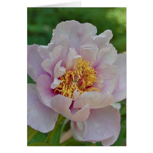 Sin nombre y fragante (Frente)