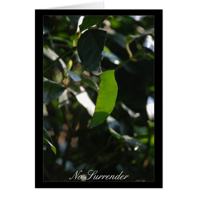 Sin rendición (Frente)