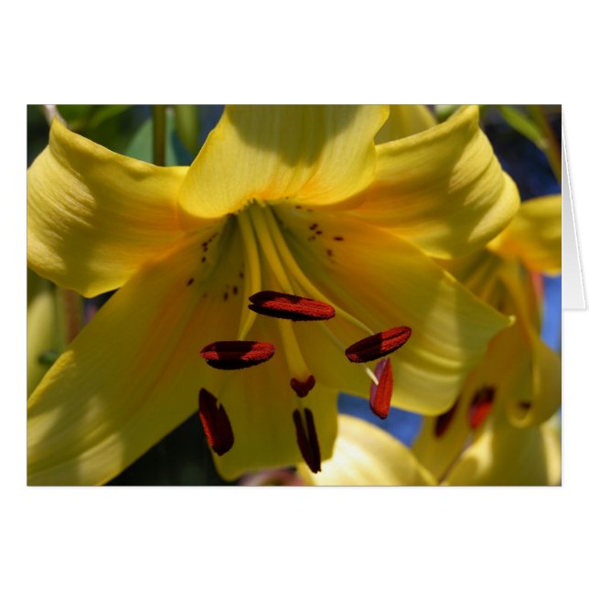 Sinfonía en amarillo (Anverso (Horizontal))