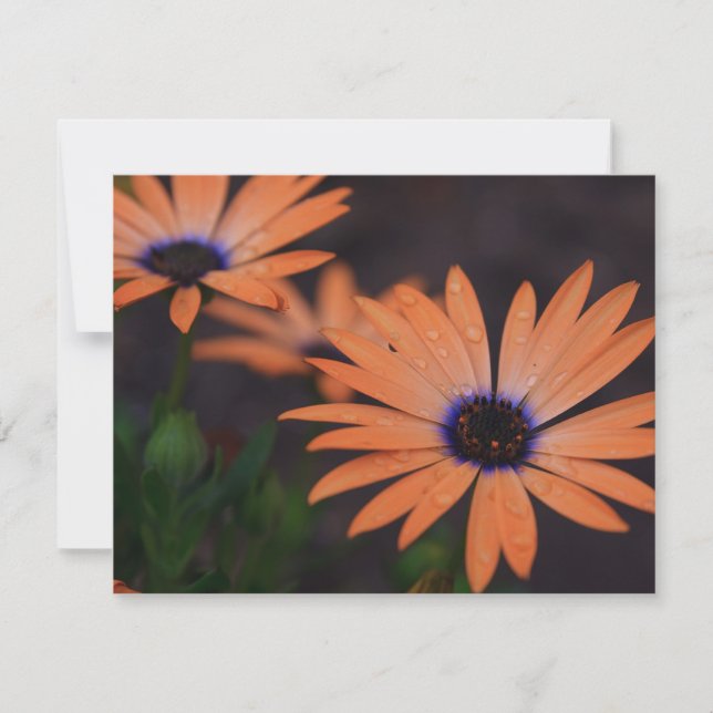 Sinfonía naranja (Anverso)