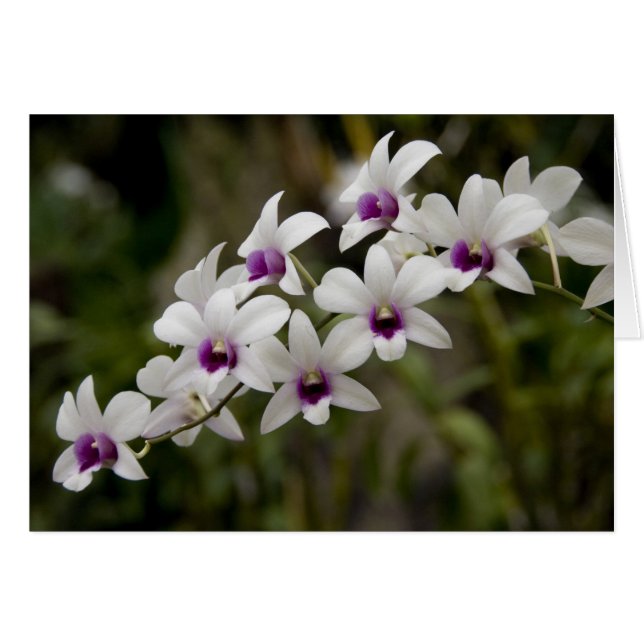 Singapur (Sánscrito para la ciudad de los leones). (Anverso (Horizontal))