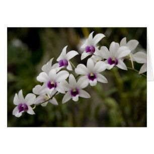 Singapur (Sanskrit por Ciudad León). Nacional 2