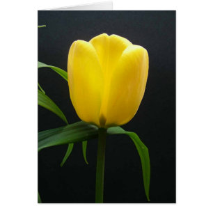 Single yellow tulip flower