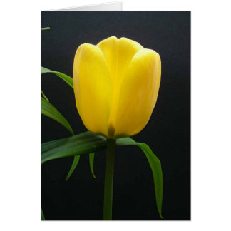 Single yellow tulip flower