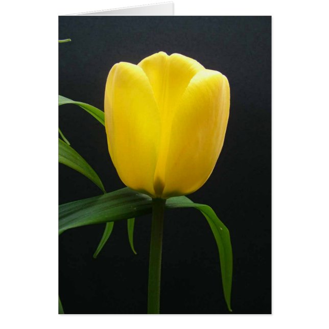 Single yellow tulip flower (Frente)