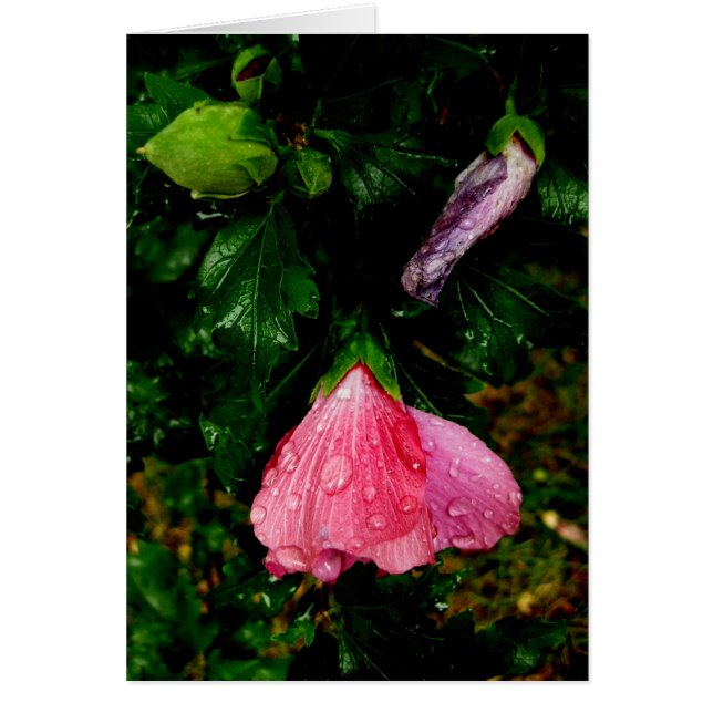 Sintymäpäivää-raindrops (Frente)