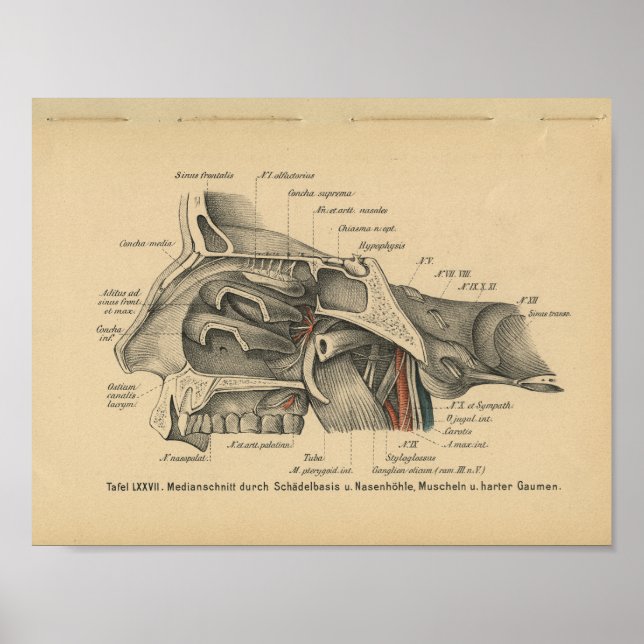 Sinuses de impresión de anatomía alemana vintage 1 (Frente)