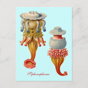 Siphonophorae - postal de la medusa