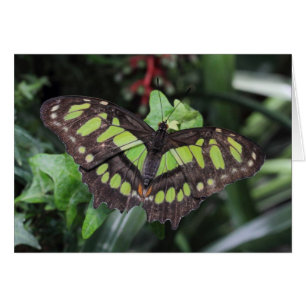 Siproeta stelenes