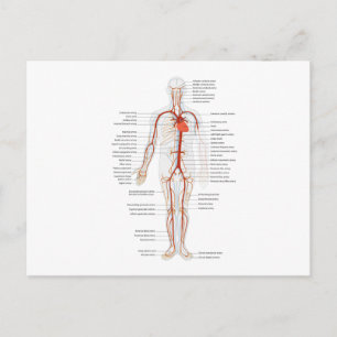 Sistema Arterial Postal Sistema Circulatorio Human