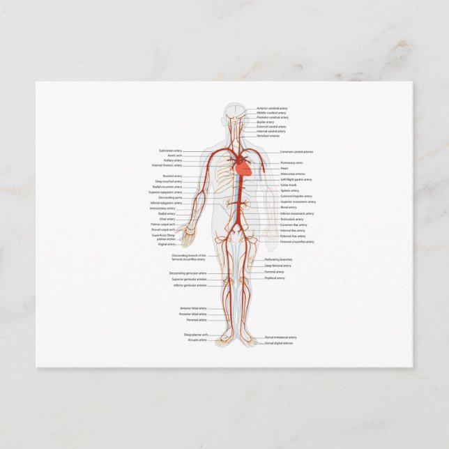Sistema Arterial Postal Sistema Circulatorio Human (Anverso)