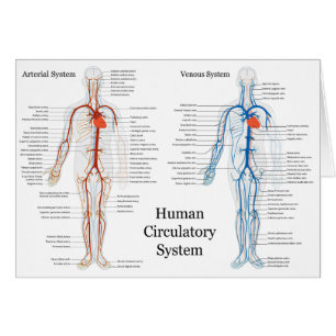 Sistema circulatorio humano de arterias y venas