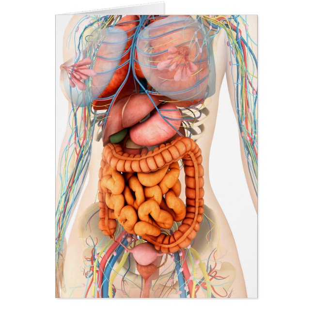 Sistema Digestivo Y Circulatorio Femenino (Frente)