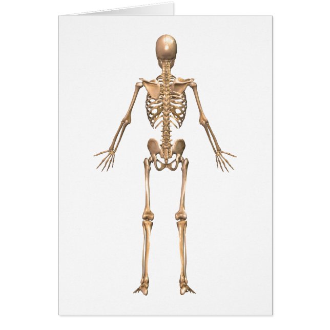 Sistema esquelético humano, vista posterior (Frente)