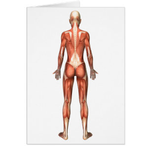 Sistema muscular femenino, visión trasera