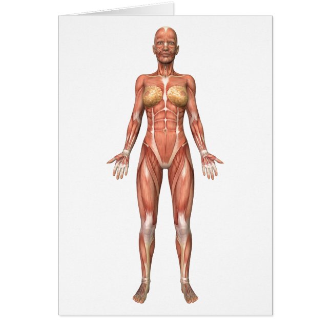 Sistema muscular femenino, vista frontal (Frente)