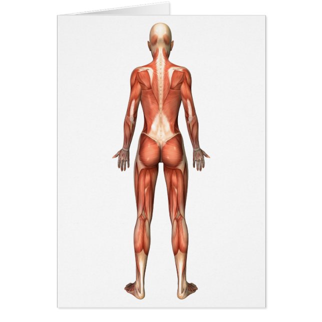 Sistema muscular femenino, vista posterior (Frente)