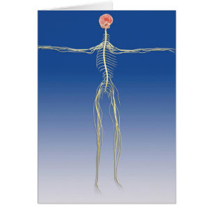 Sistema nervioso central con el cerebro humano