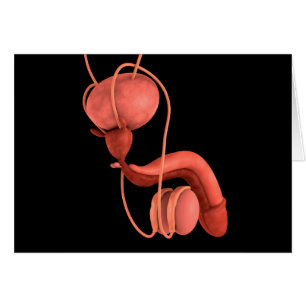 Sistema reproductivo masculino humano 1