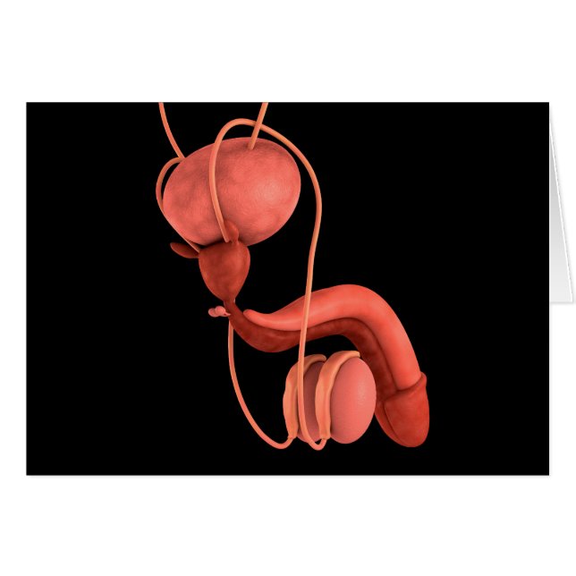 Sistema reproductivo masculino humano 1 (Anverso (Horizontal))