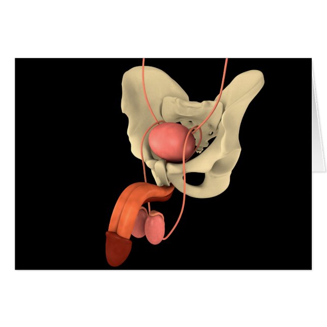 Sistema reproductivo masculino humano 2 (Anverso (Horizontal))