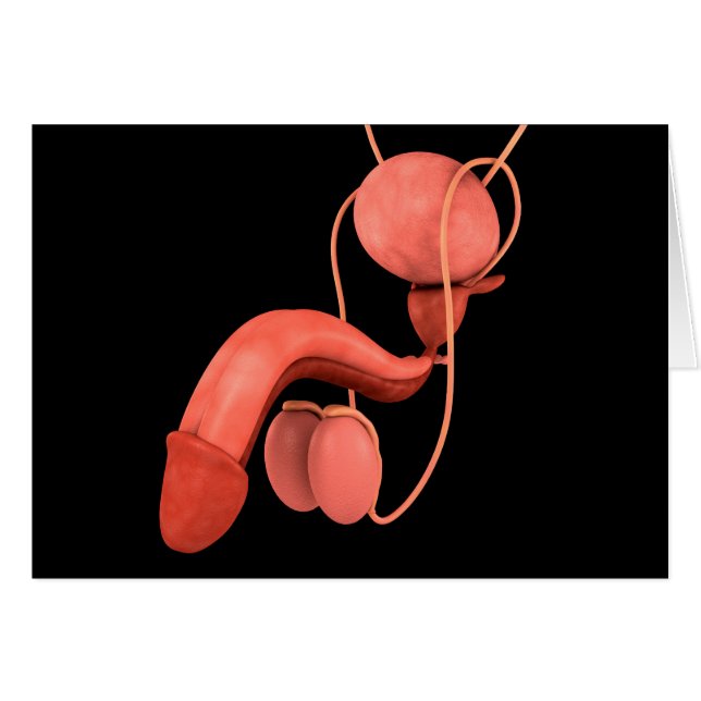 Sistema reproductivo masculino humano 3 (Anverso (Horizontal))