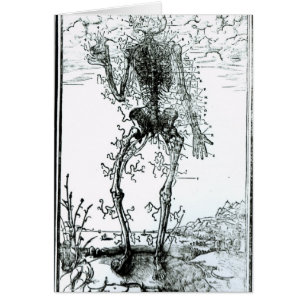 Sistema vascular del cuerpo