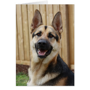 Sitting de pastor alemán