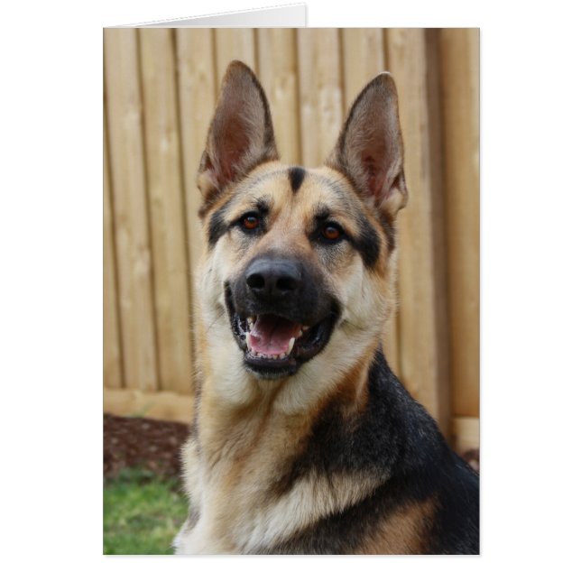 Sitting de pastor alemán (Frente)