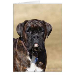 Situación Brindle del perro del boxeador