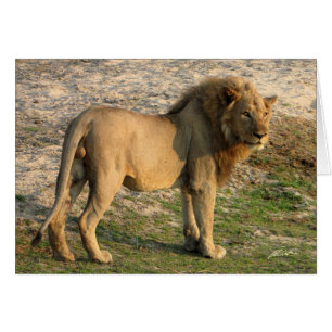 (Situación del león de los clubs de leones)